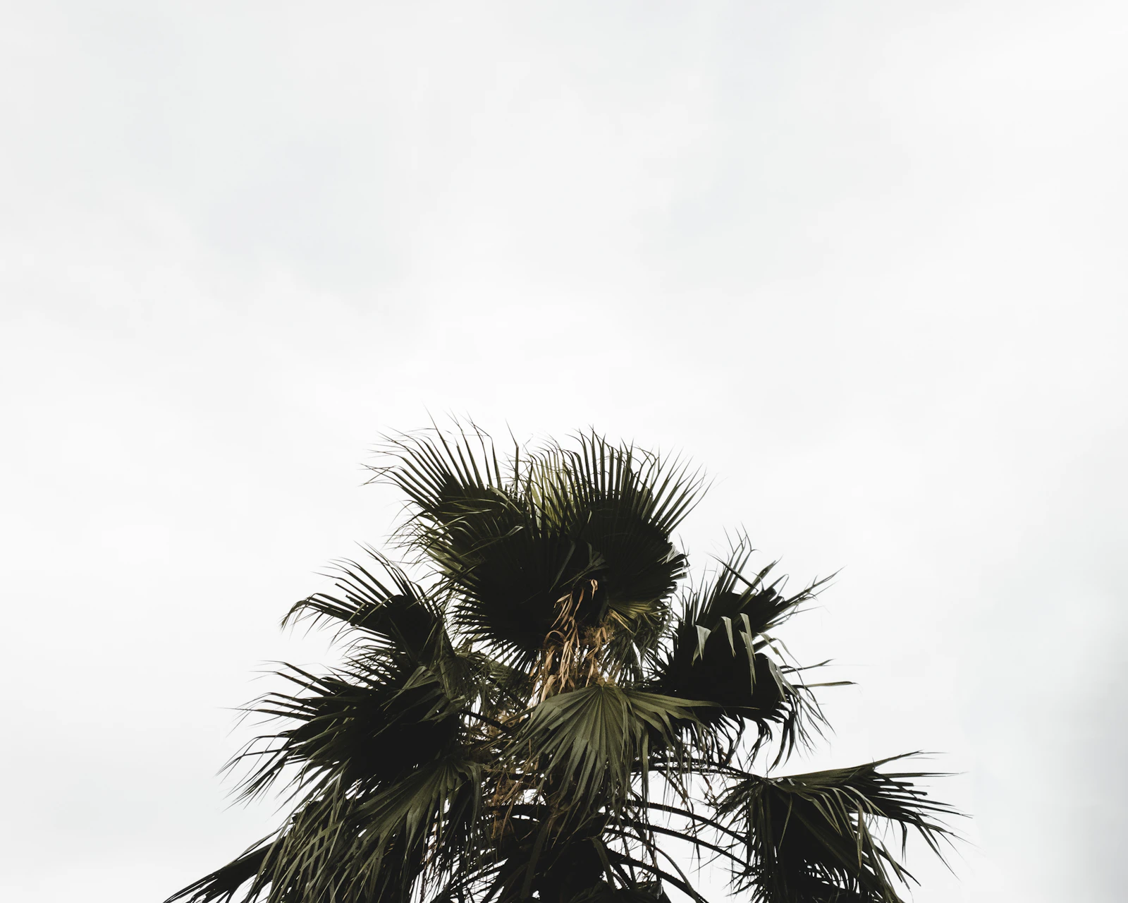 Kissimmee, Florida photo 23 by Althriveo