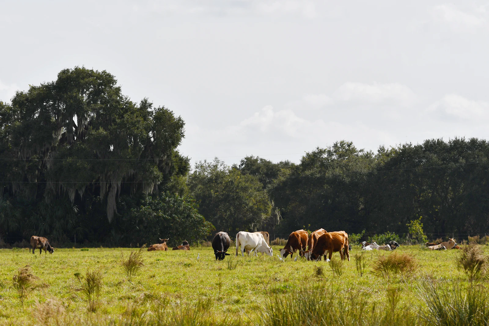 Kissimmee, Florida photo 19 by Max Harlynking