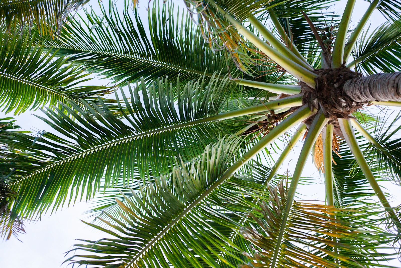 Marco Island, Florida photo 14 by Christin Wurst