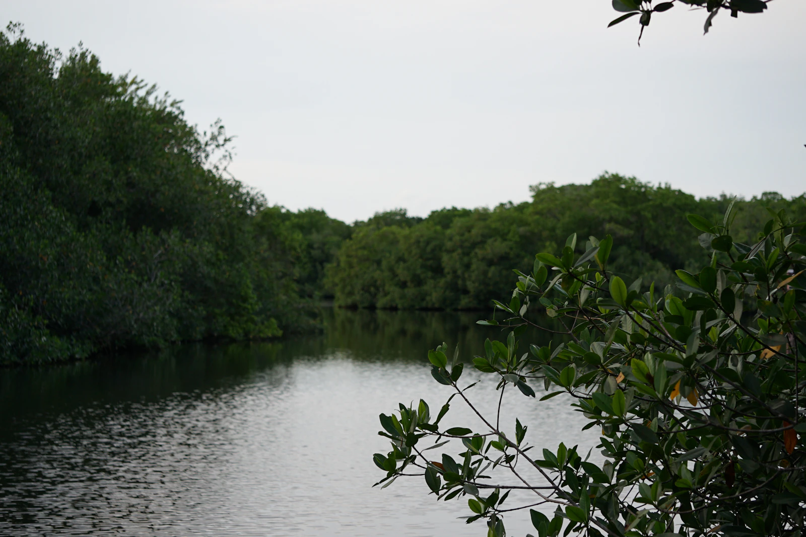 Naples, Florida photo 26 by Brooke Williams
