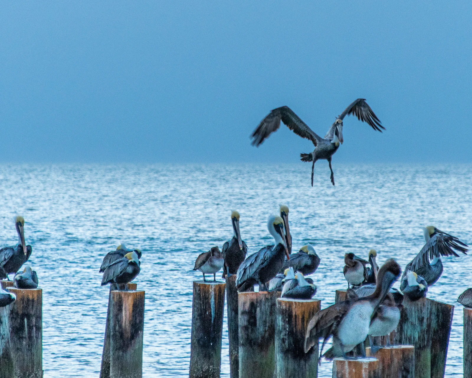 Naples, Florida photo 23 by Richard Sagredo