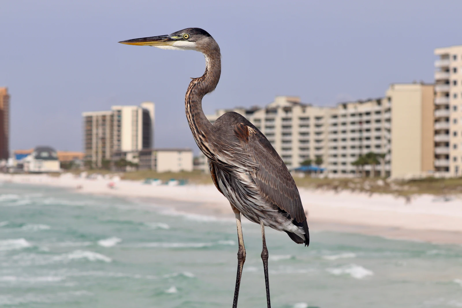 Panama City Beach, Florida photo 19 by kelly wickiser