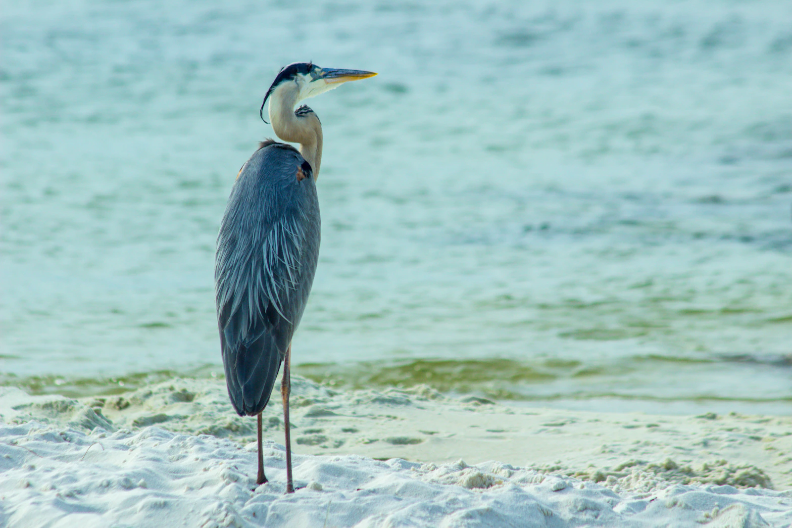 Pensacola, Florida photo 20 by Wally Holden