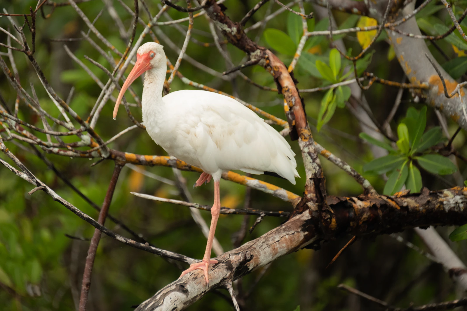 Sanibel Island, Florida photo 5 by David Cashbaugh