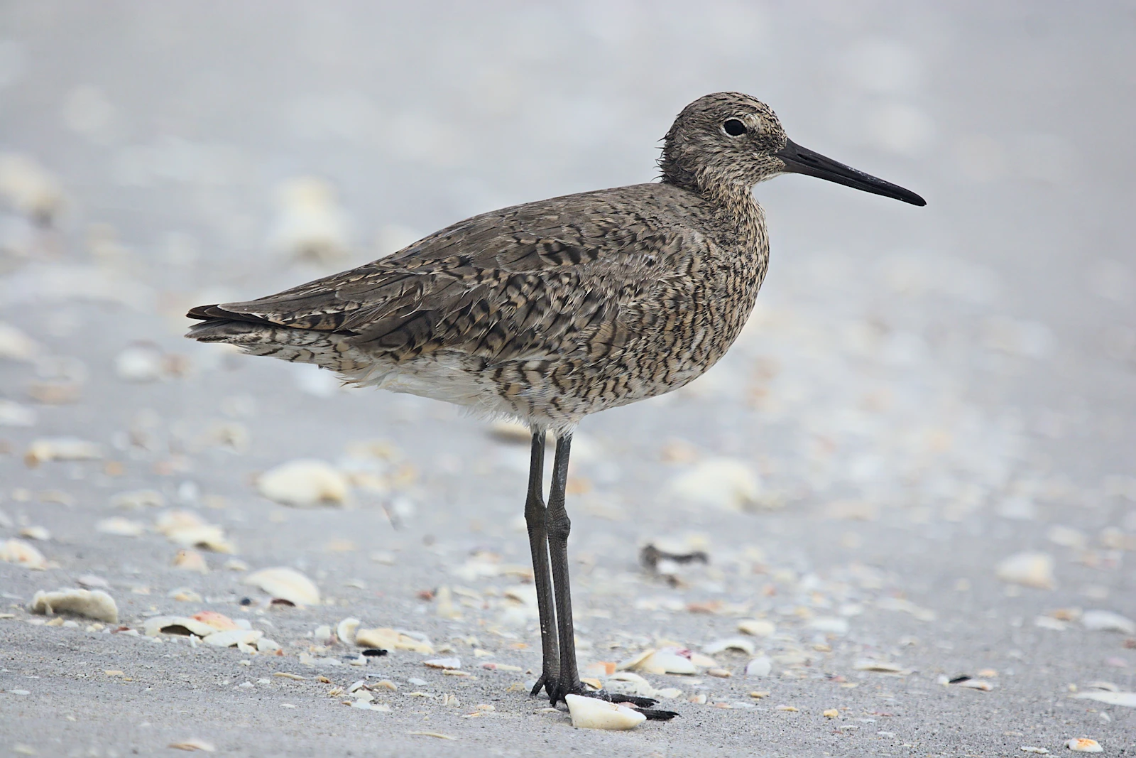 Sanibel Island, Florida photo 7 by George White