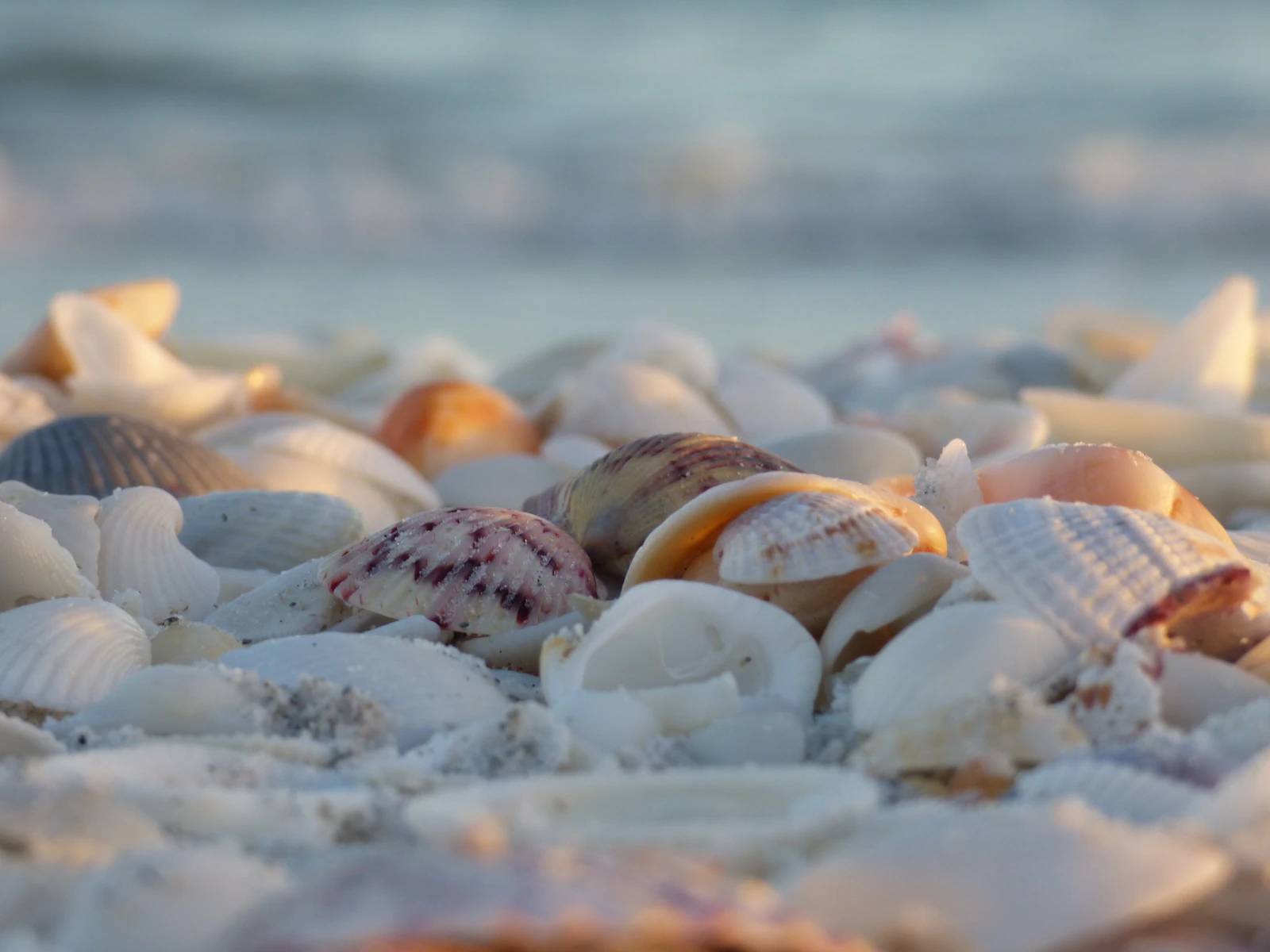 Sanibel Island, Florida photo 2 by Erin Caher