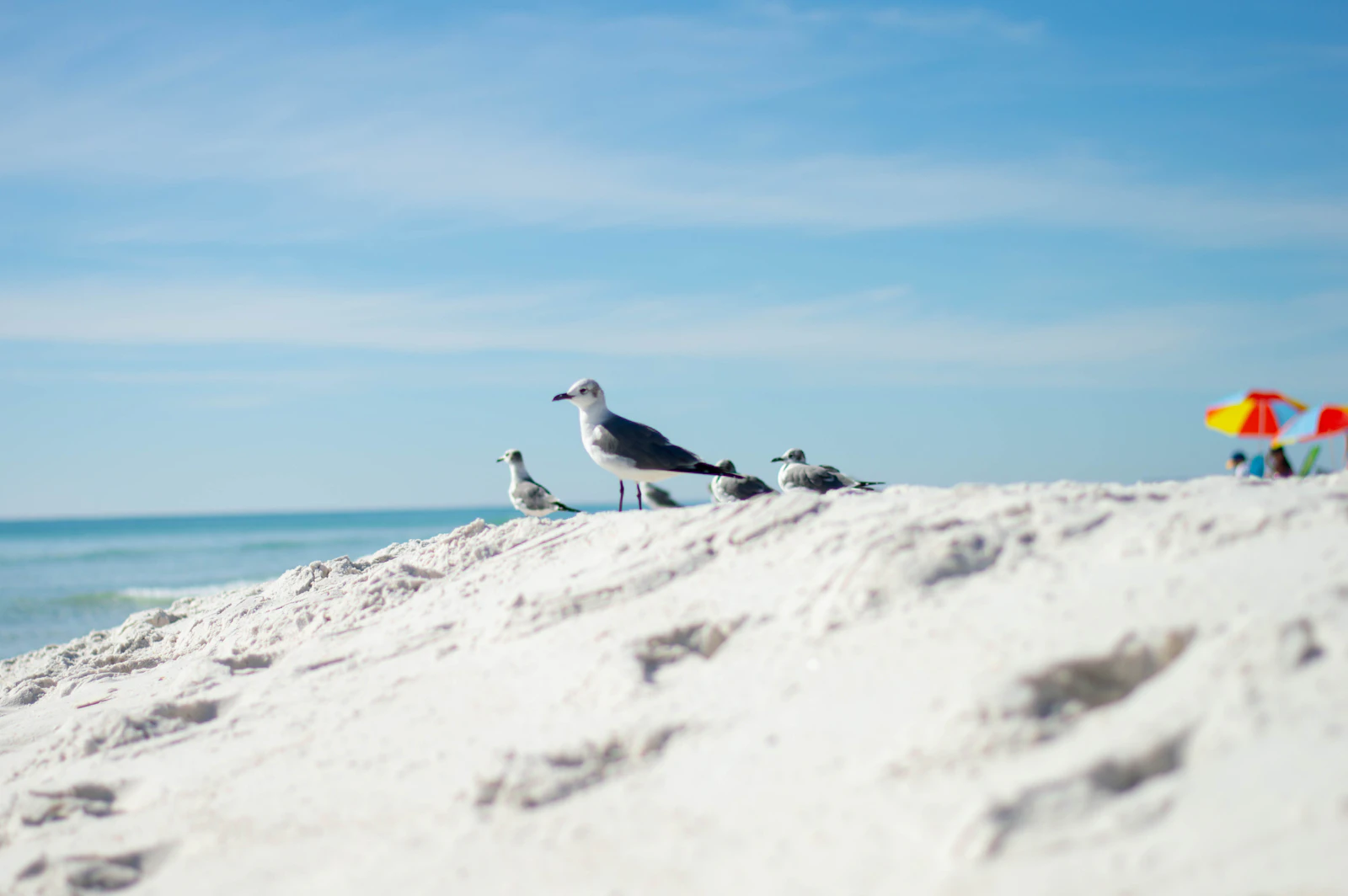 Santa Rosa Beach, Florida photo 1 by Mark Fuller