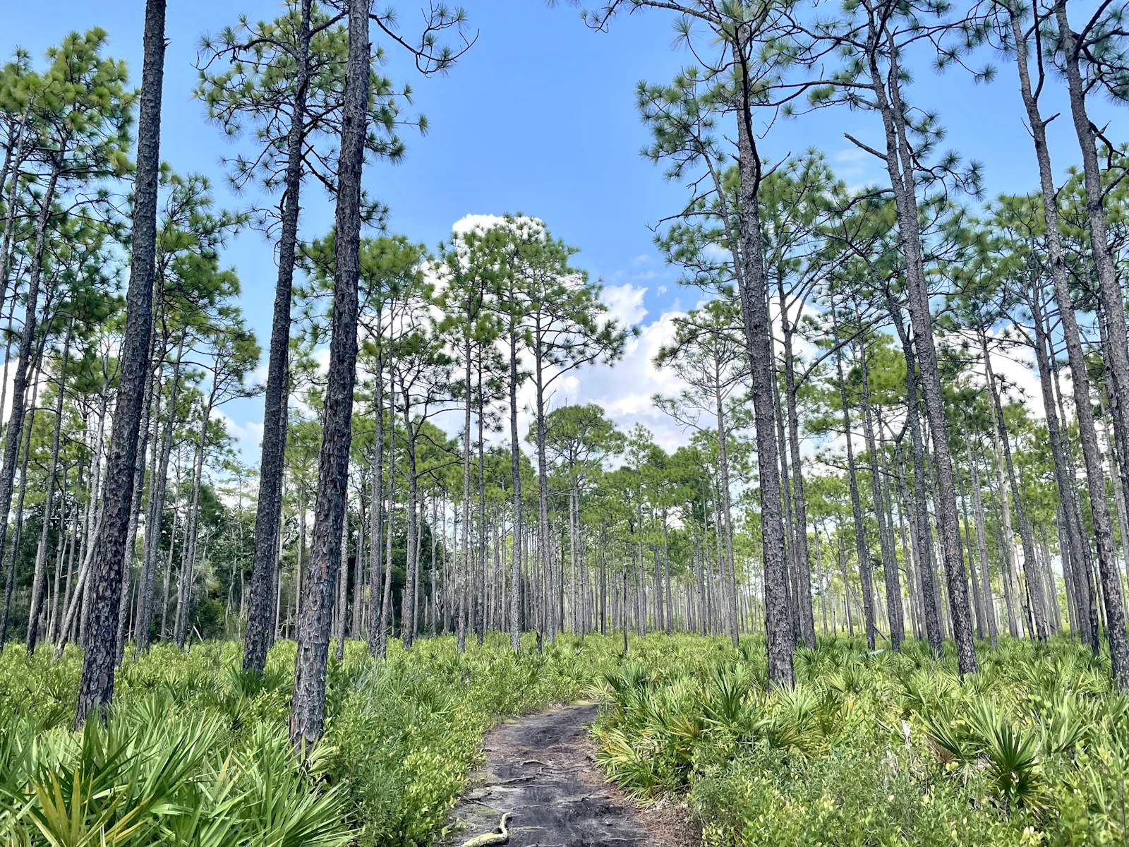 Santa Rosa Beach, Florida photo 5 by Scott Greer