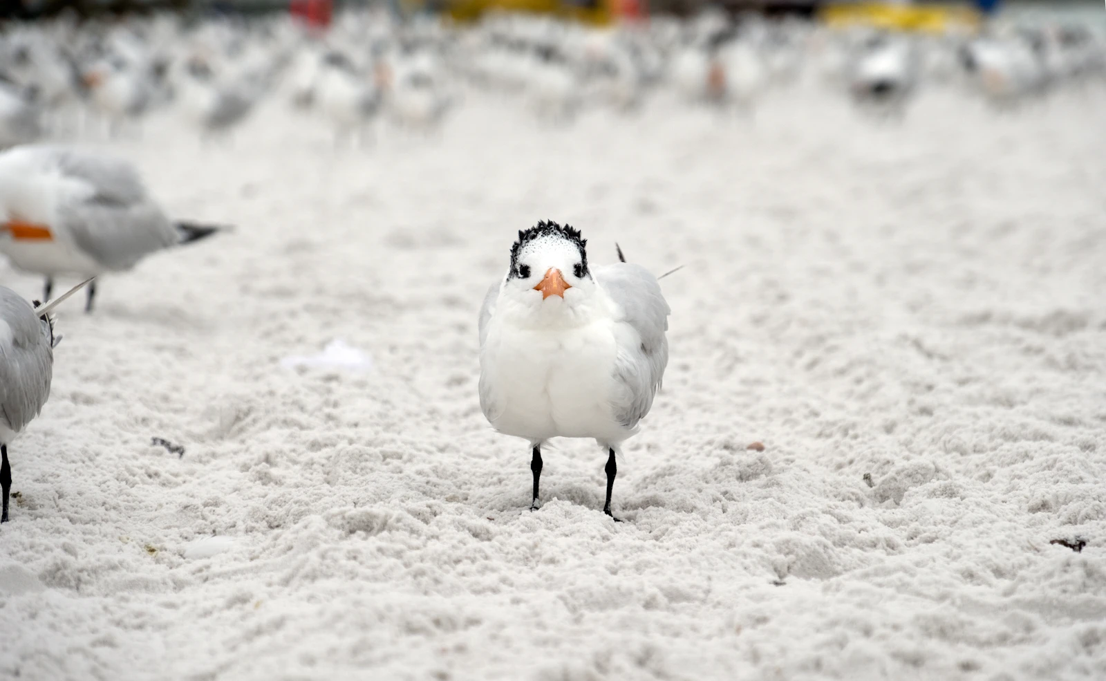 Siesta Key, Florida photo 11 by David Cashbaugh