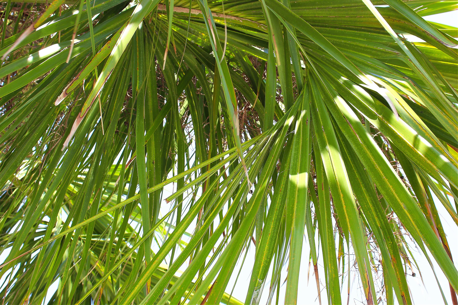 St. Augustine, Florida photo 12 by Joseph Kellner