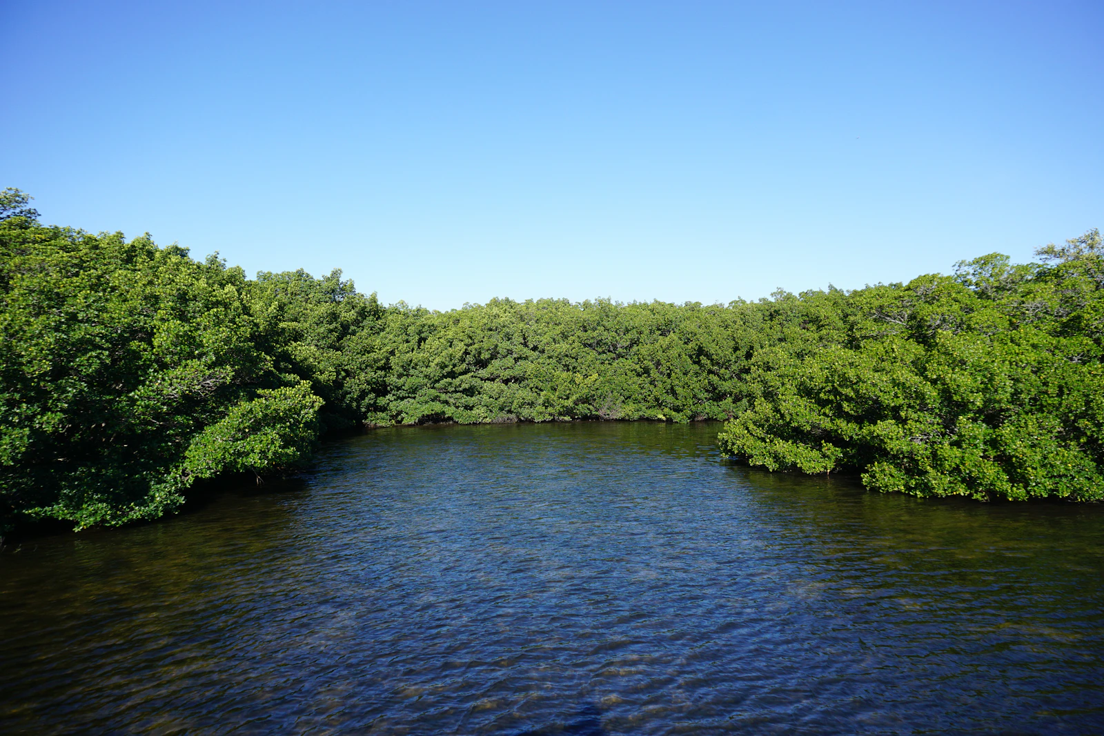 St. Petersburg, Florida photo 11 by The Tampa Bay Estuary Program
