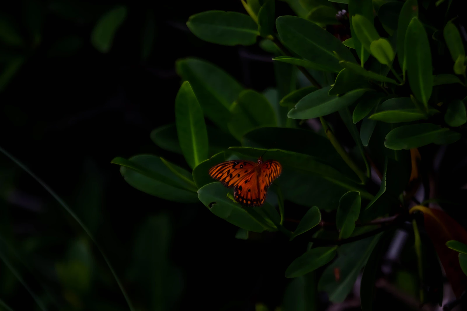 West Palm Beach, Florida photo 20 by Adrian Cross