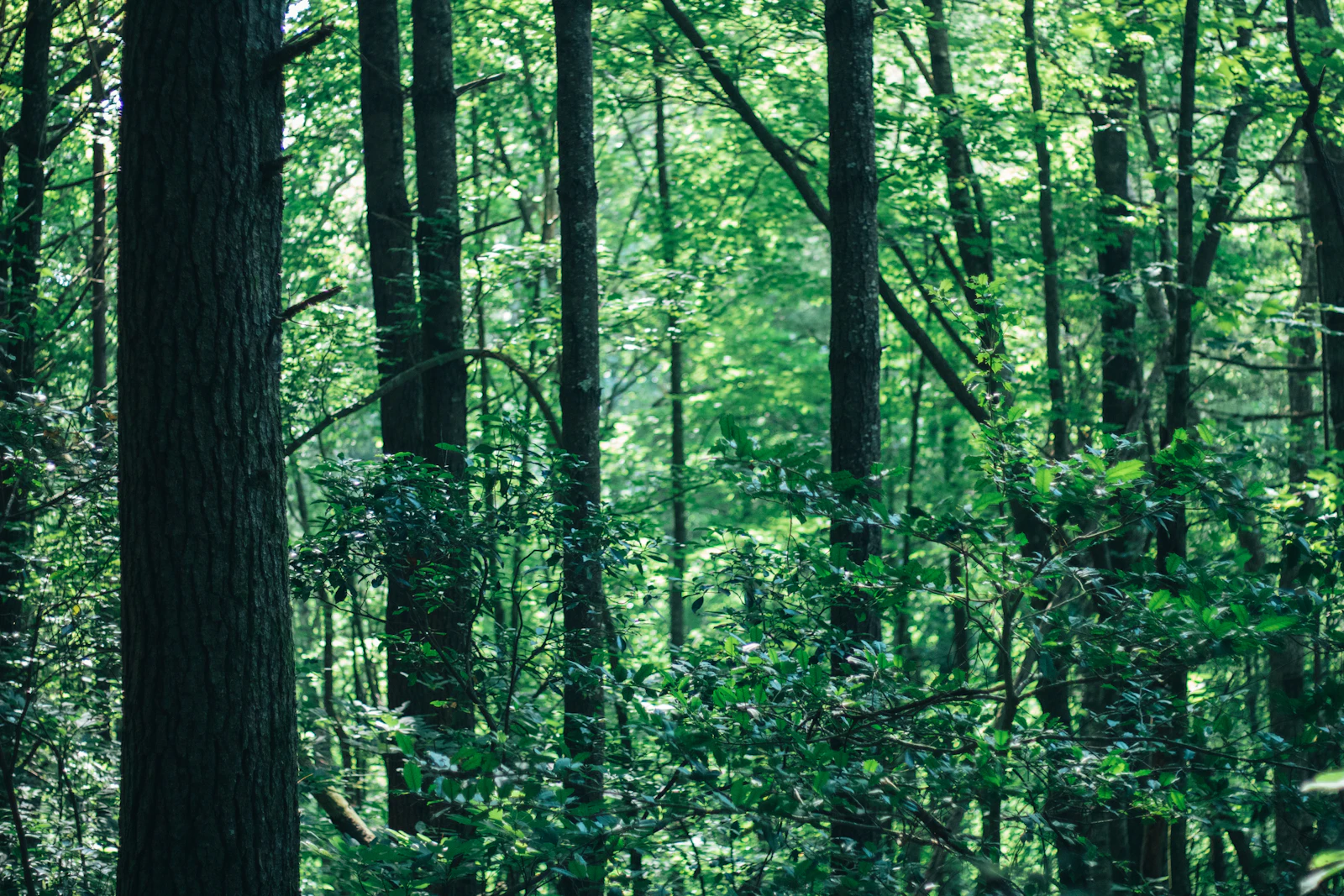 Blue Ridge, Georgia photo 7 by Sean Foster