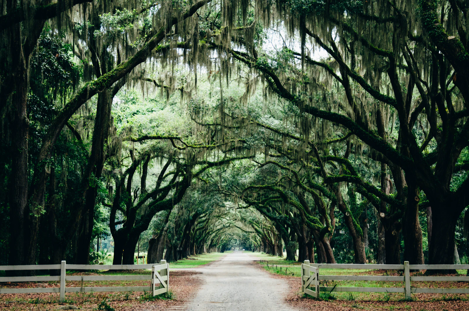 Savannah, Georgia photo 2 by Ashley Knedler