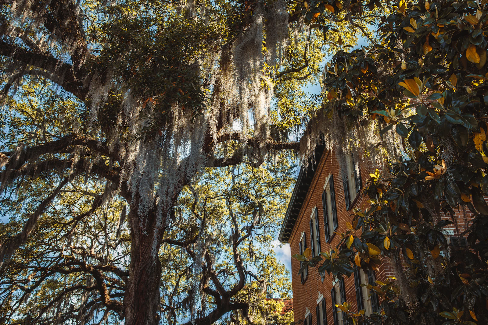 Savannah, Georgia photo 23 by Diane Picchiottino