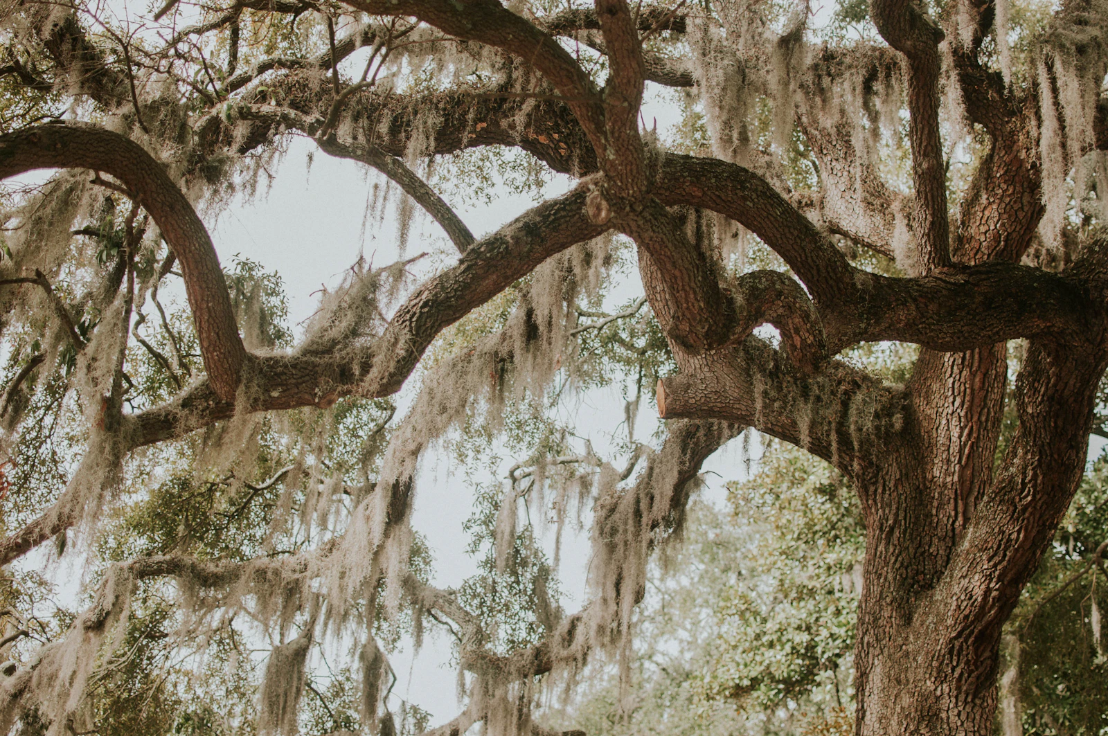 Savannah, Georgia photo 12 by Jessica Furtney