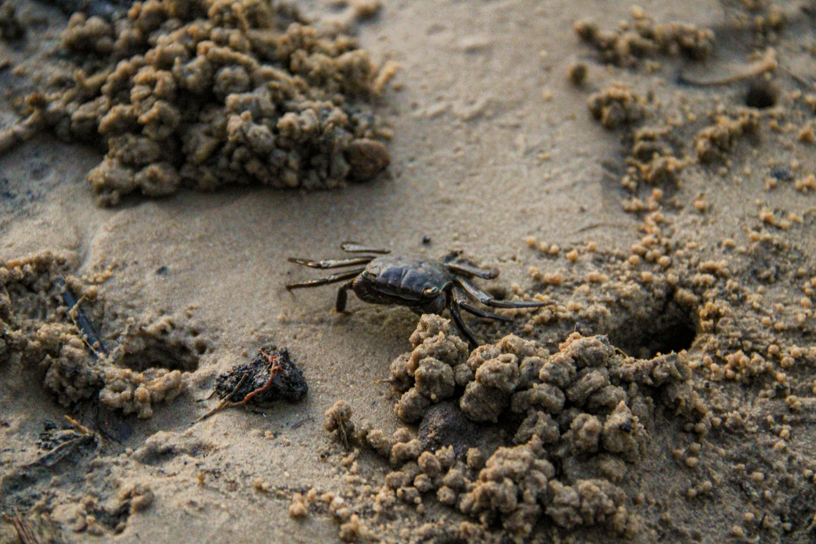 Tybee Island, Georgia photo 21 by Brianna Barber