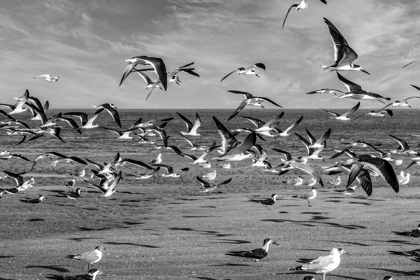 Tybee Island, Georgia photo 14 by Steven Carr