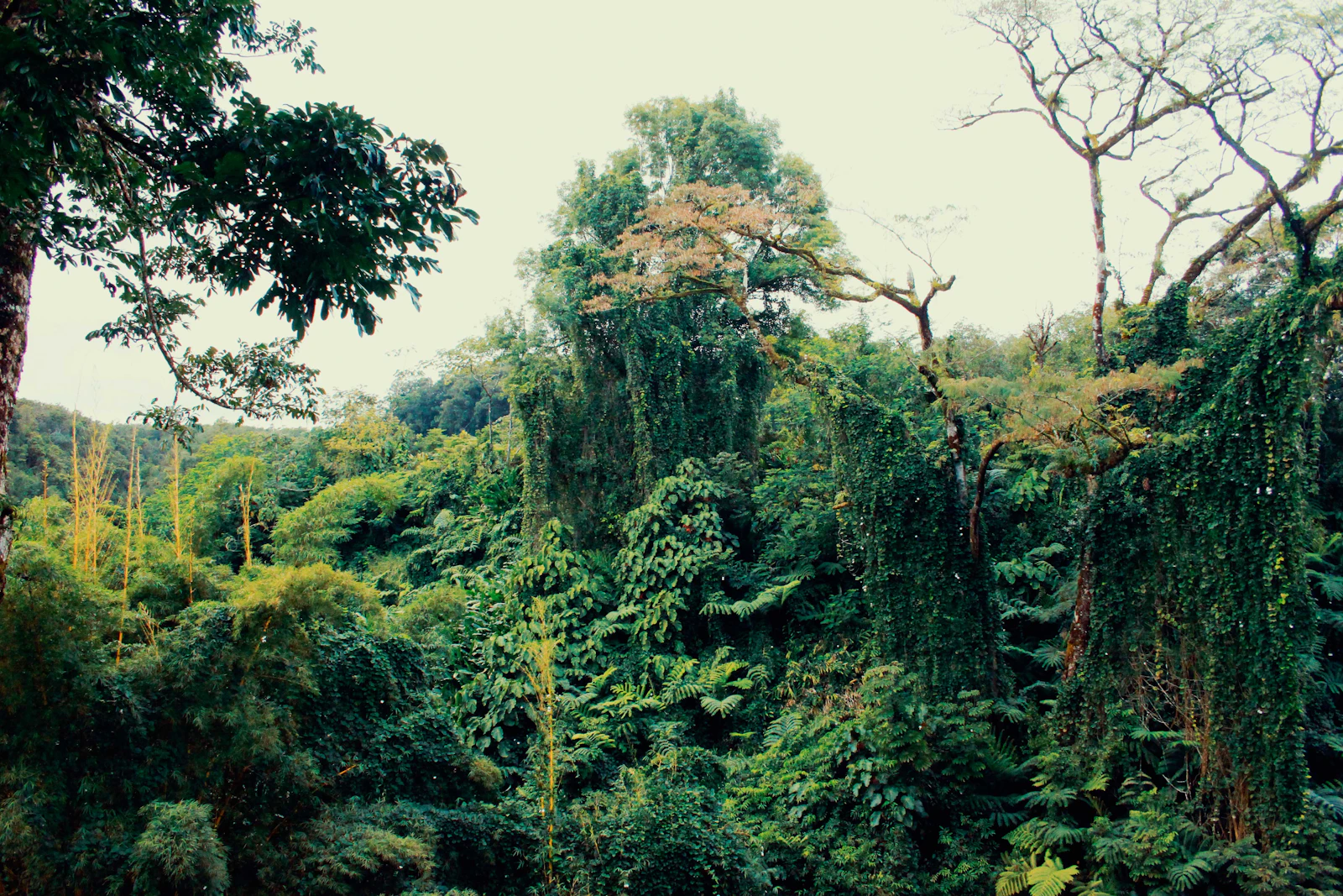 Hilo, Hawaii photo 17 by Isai Ramos