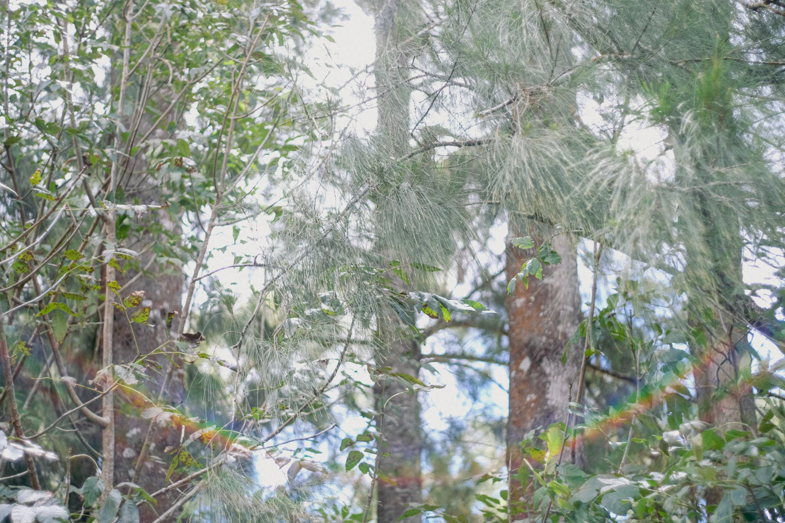 Hilo, Hawaii photo 18 by Sarah Sheedy
