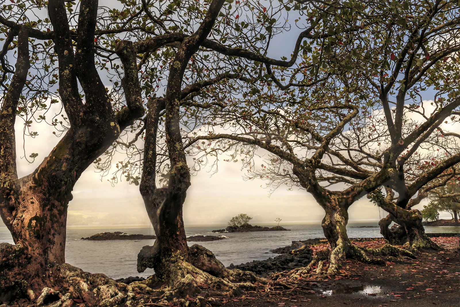 Hilo, Hawaii photo 15 by Sterling Lanier