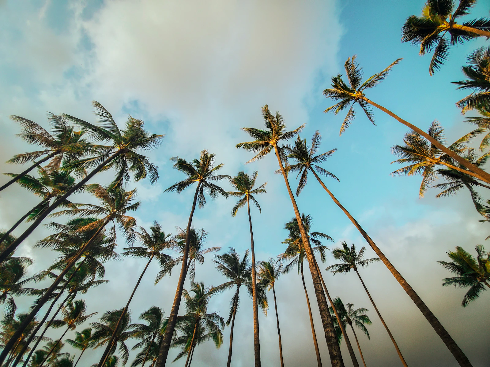 Honolulu, Hawaii photo 14 by little plant