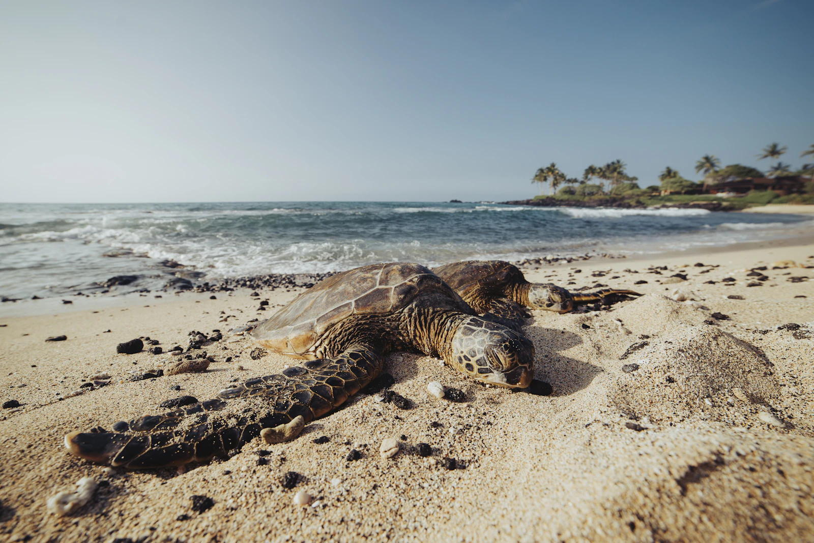 Kailua-Kona, Hawaii photo 17 by Kyle McLeod