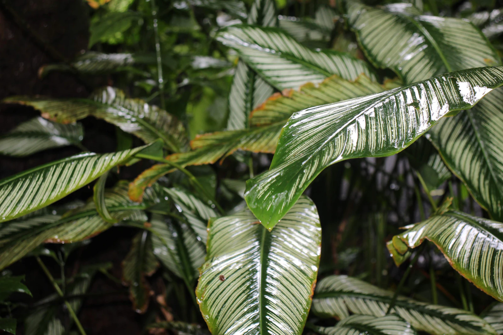 Kailua-Kona, Hawaii photo 28 by @heyminhy
