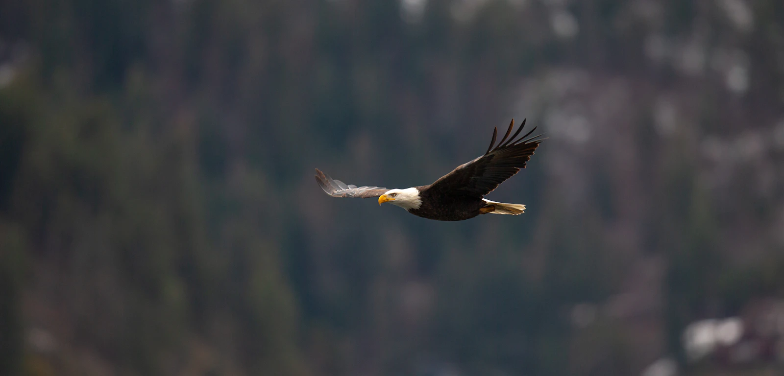 Coeur d'Alene, Idaho photo 23 by Jason Buscema