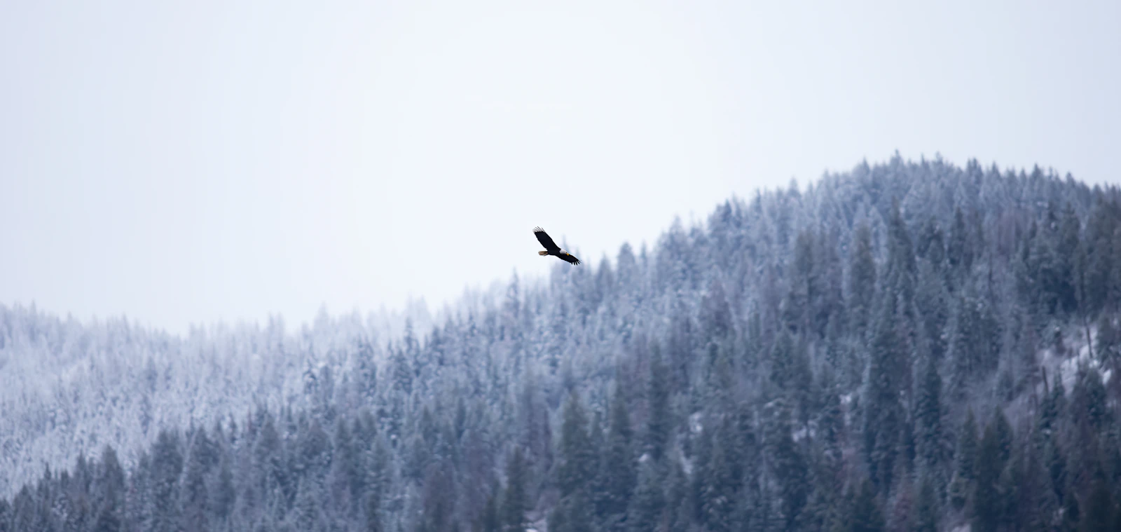 Coeur d'Alene, Idaho photo 19 by Jason Buscema