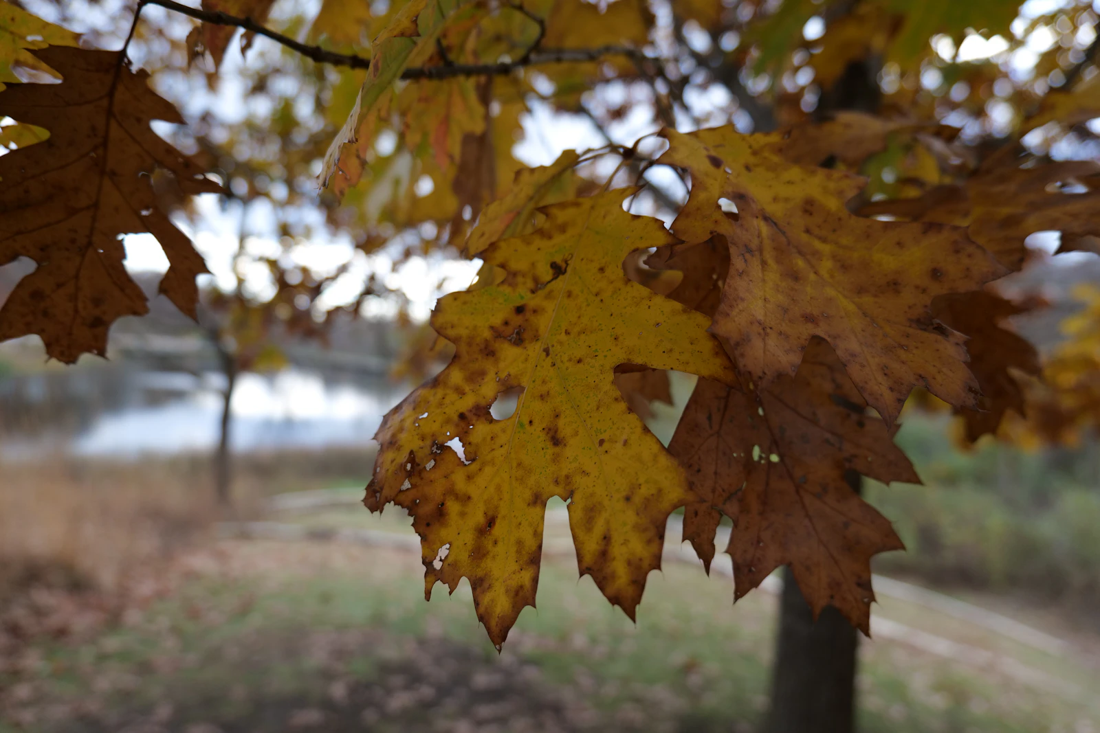 Des Moines, Iowa photo 16 by Andrew Phares