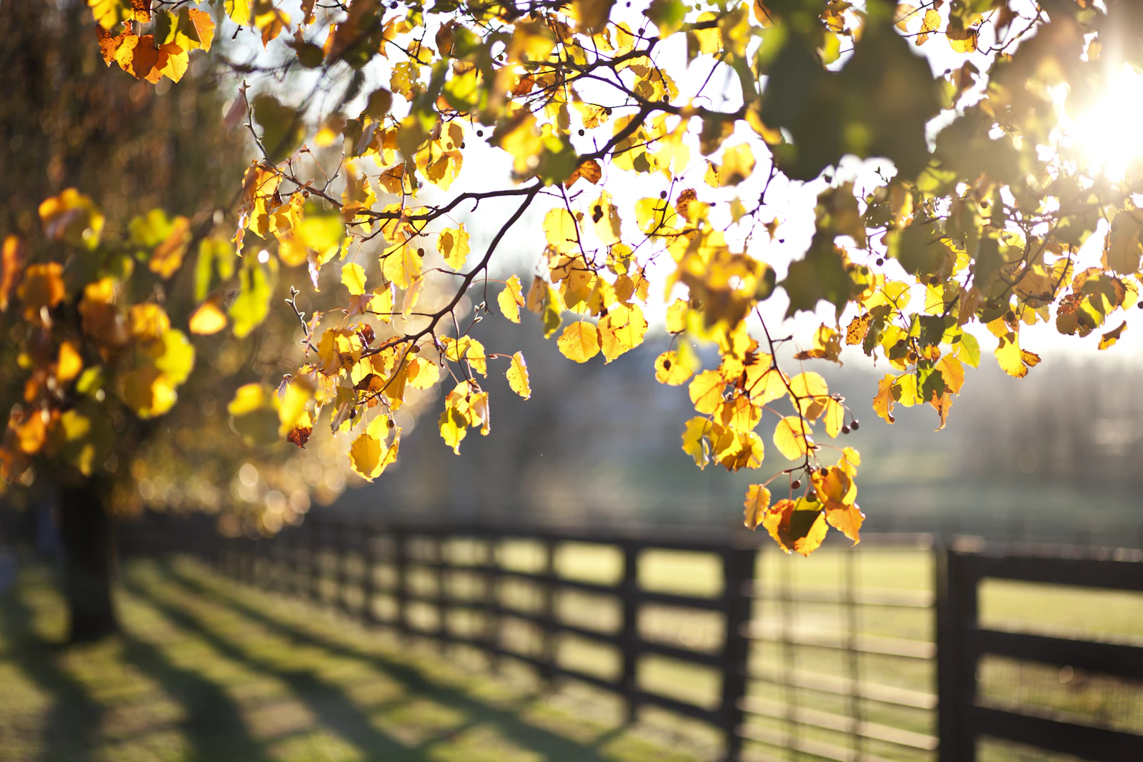 Lexington, Kentucky photo 14 by Elisa Kennemer