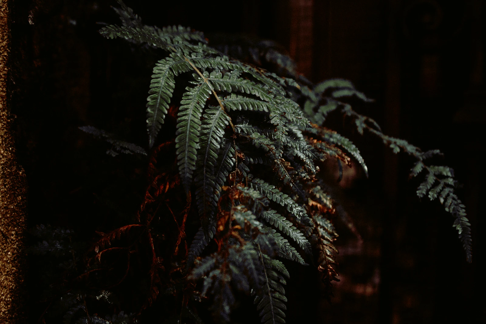 Baton Rouge, Louisiana photo 12 by antione lacey