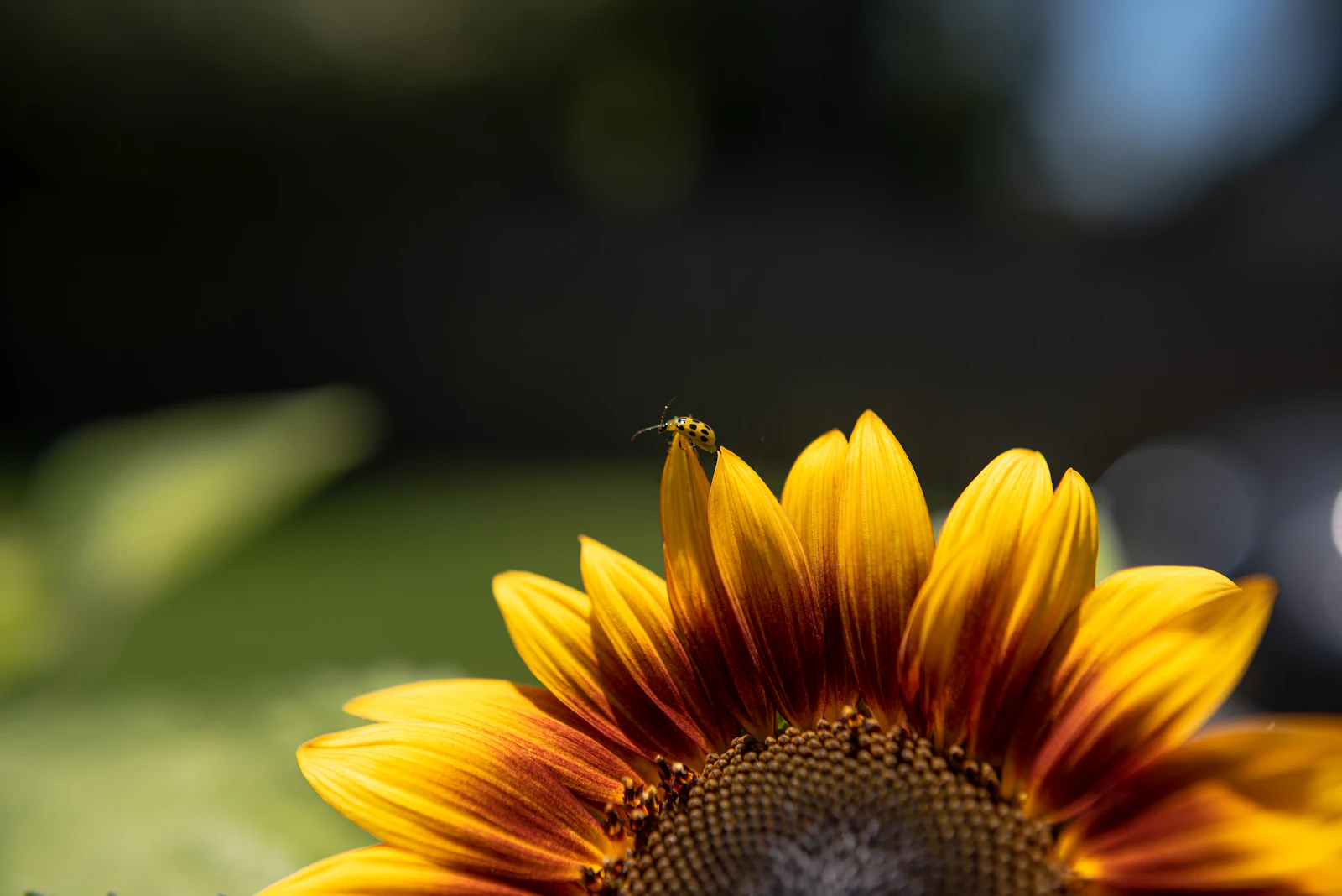 Baton Rouge, Louisiana photo 7 by Meagan Stone