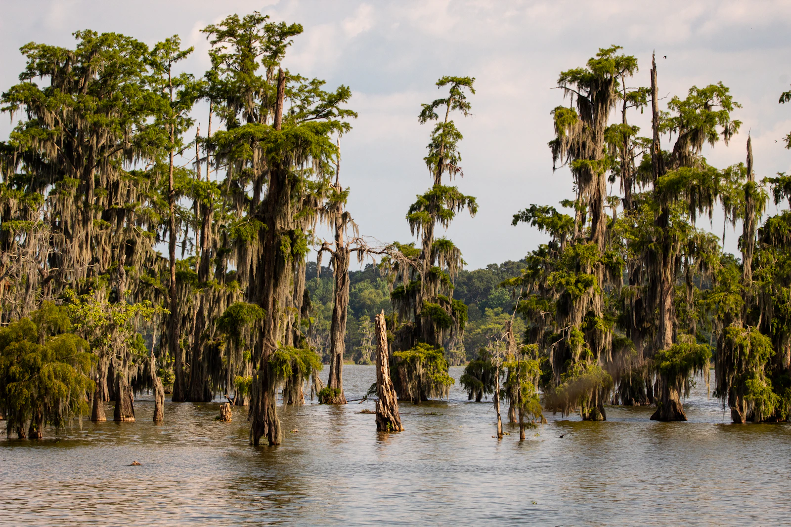 Lafayette, Louisiana photo 18 by Joshua J. Cotten