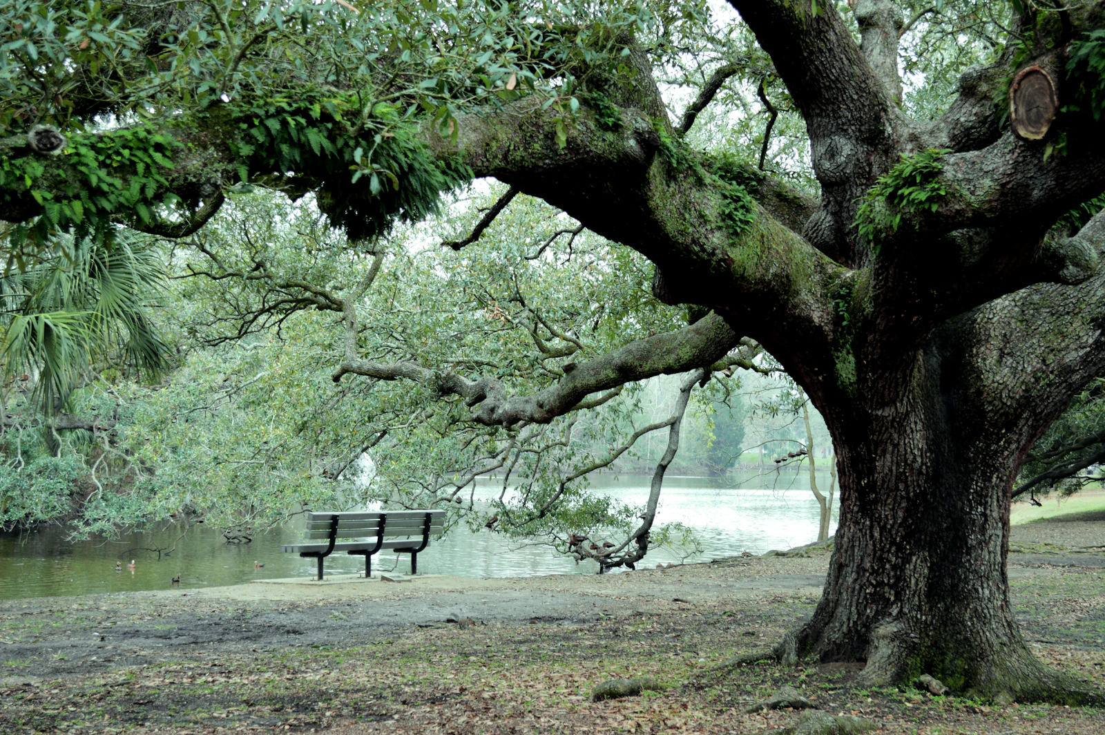 New Orleans, Louisiana photo 29 by Farah Almazouni