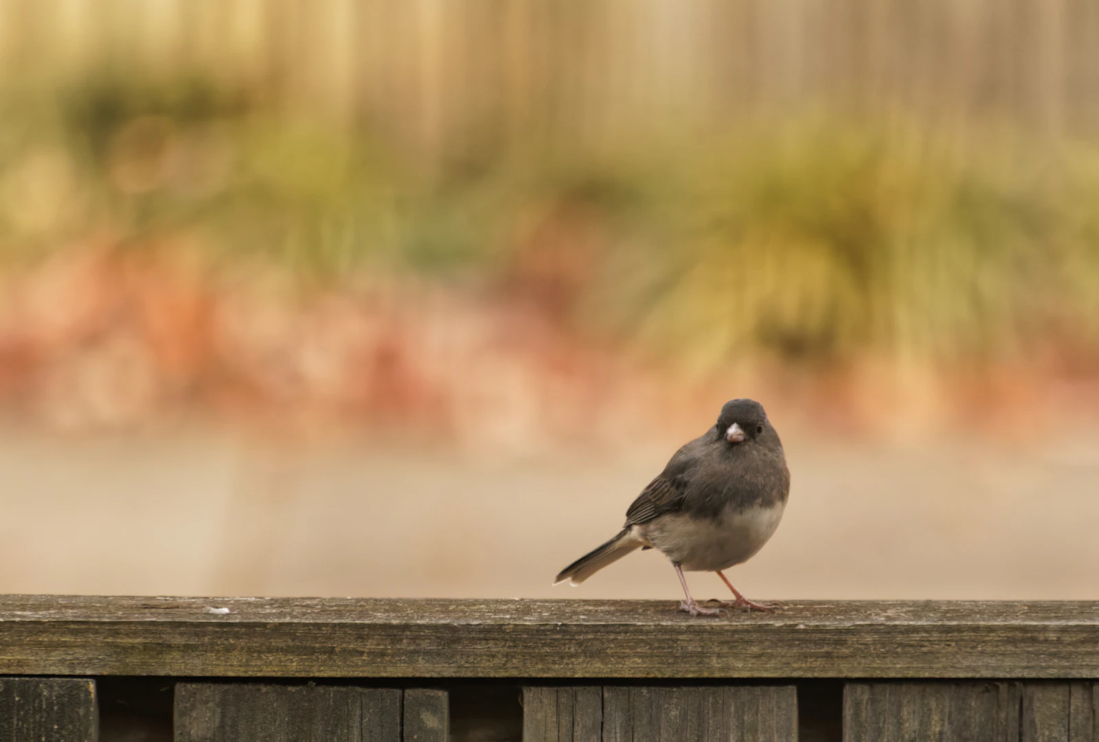 Annapolis, Maryland photo 26 by Marshall Patterson
