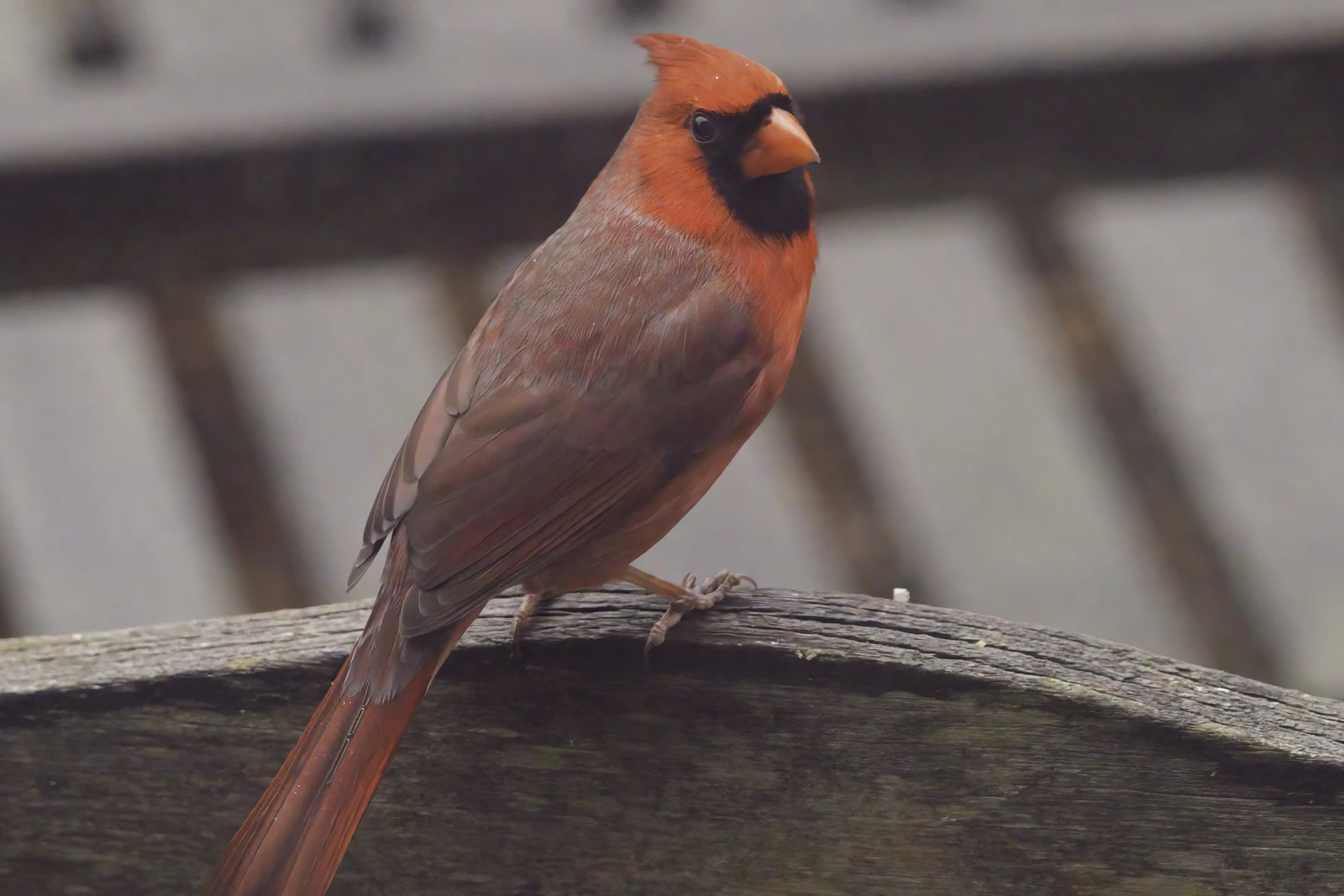 Annapolis, Maryland photo 8 by Marshall Patterson