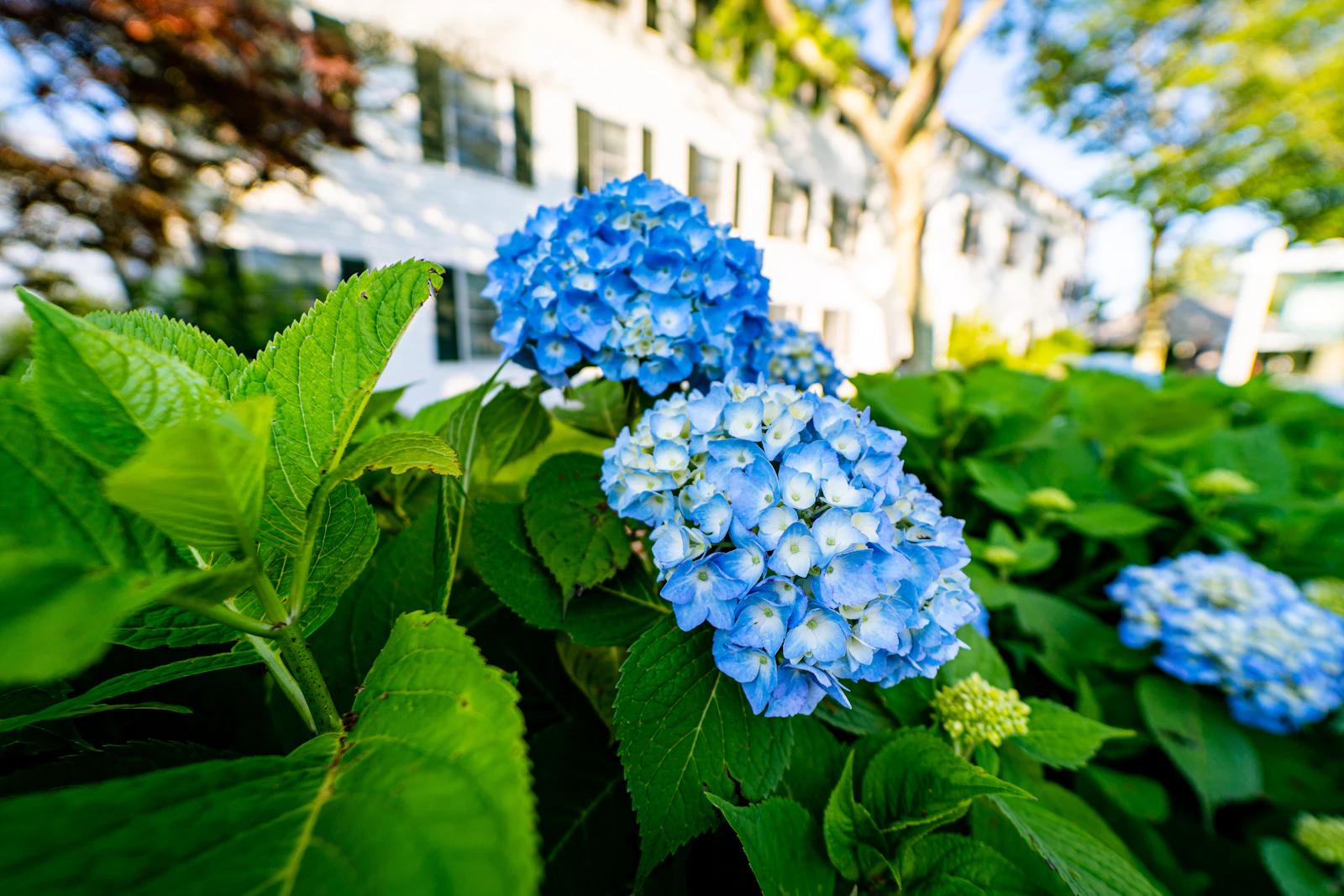 Edgartown, Massachusetts photo 3 by Benjamin R.