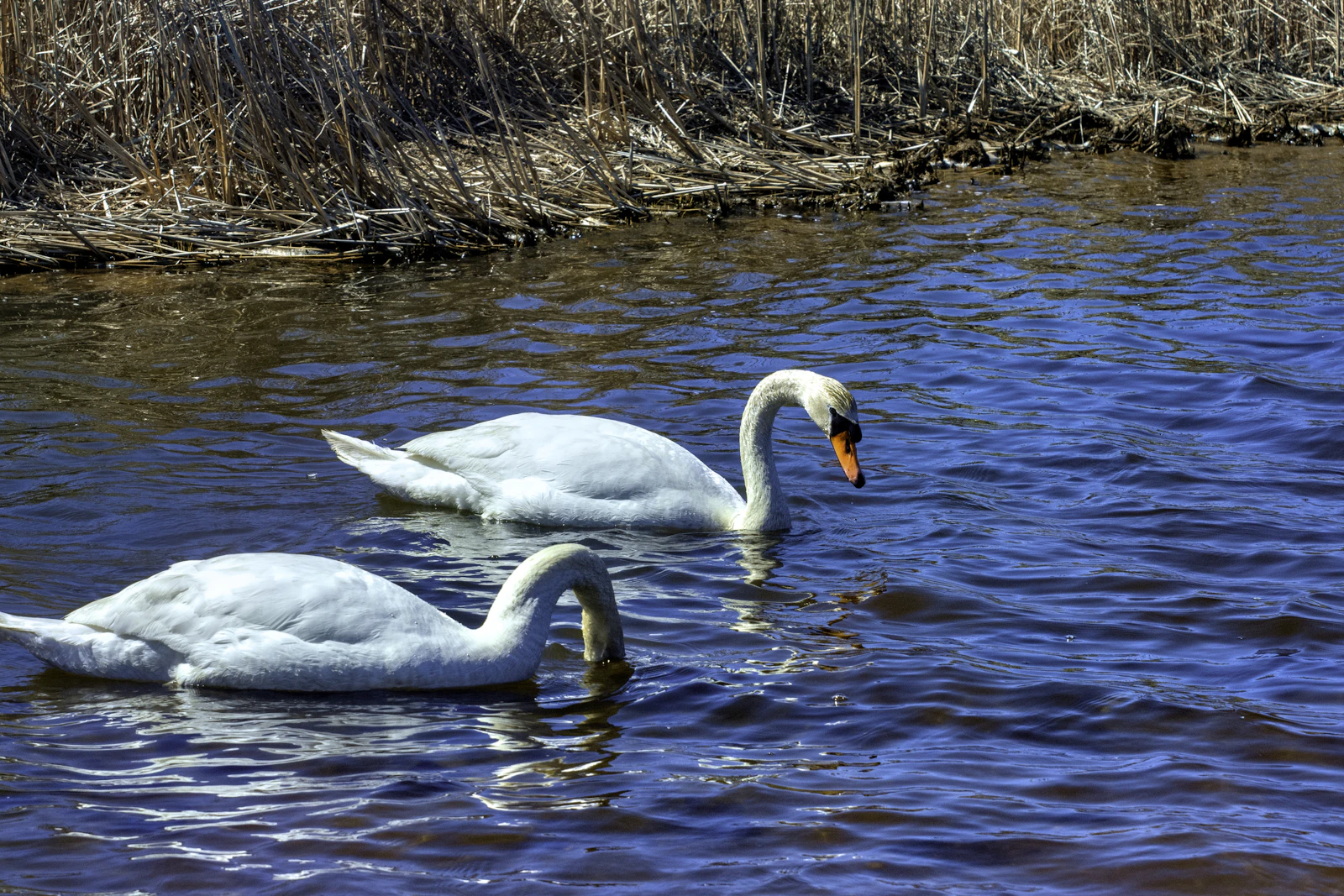 Nantucket, Massachusetts photo 27 by Ruth H Curtis