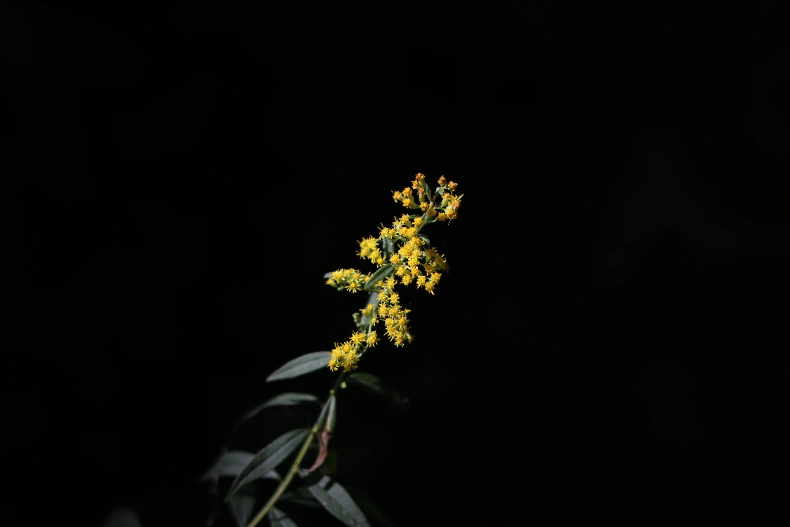 Ann Arbor, Michigan photo 26 by Eve