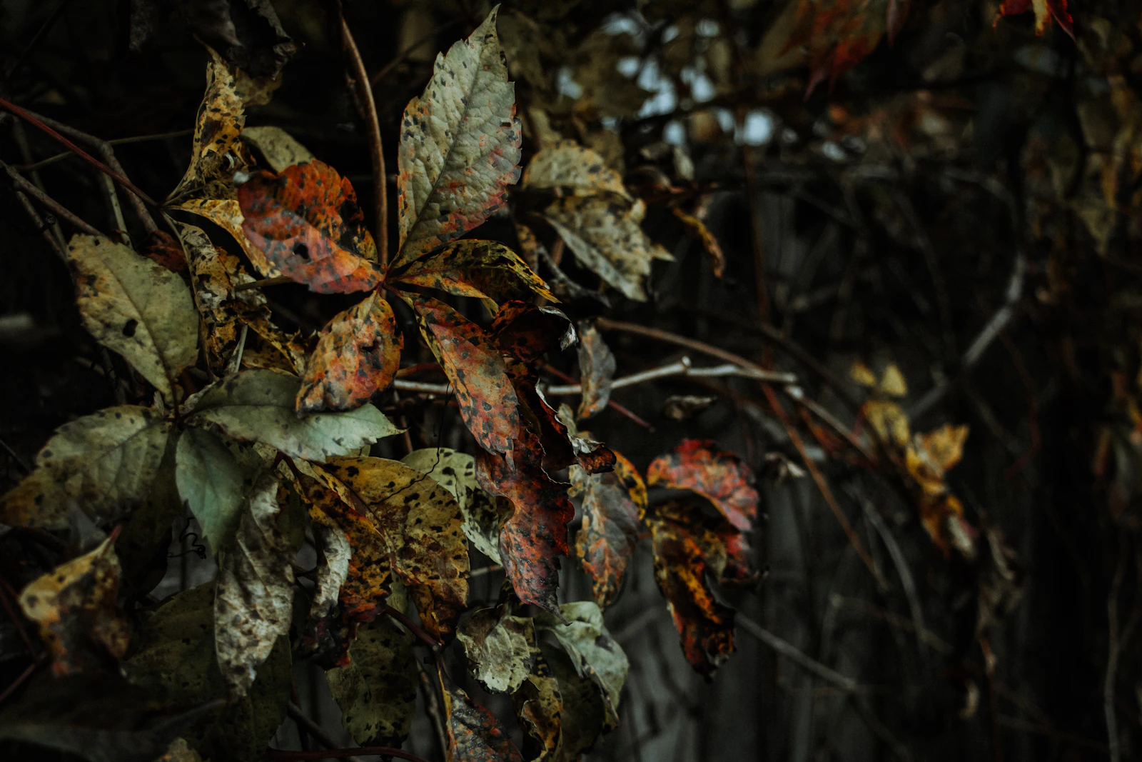 Grand Rapids, Michigan photo 13 by Frankie Mish