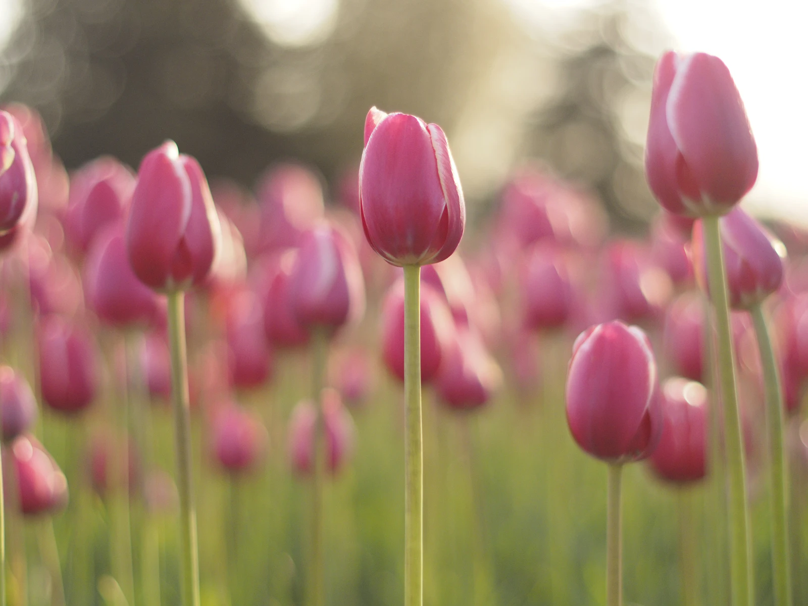 Holland, Michigan photo 23 by Justin Heap