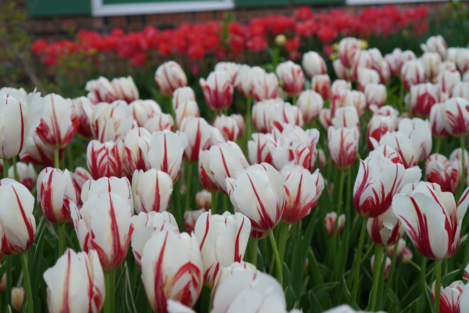Holland, Michigan photo 19 by Shomitro Kumar Ghosh