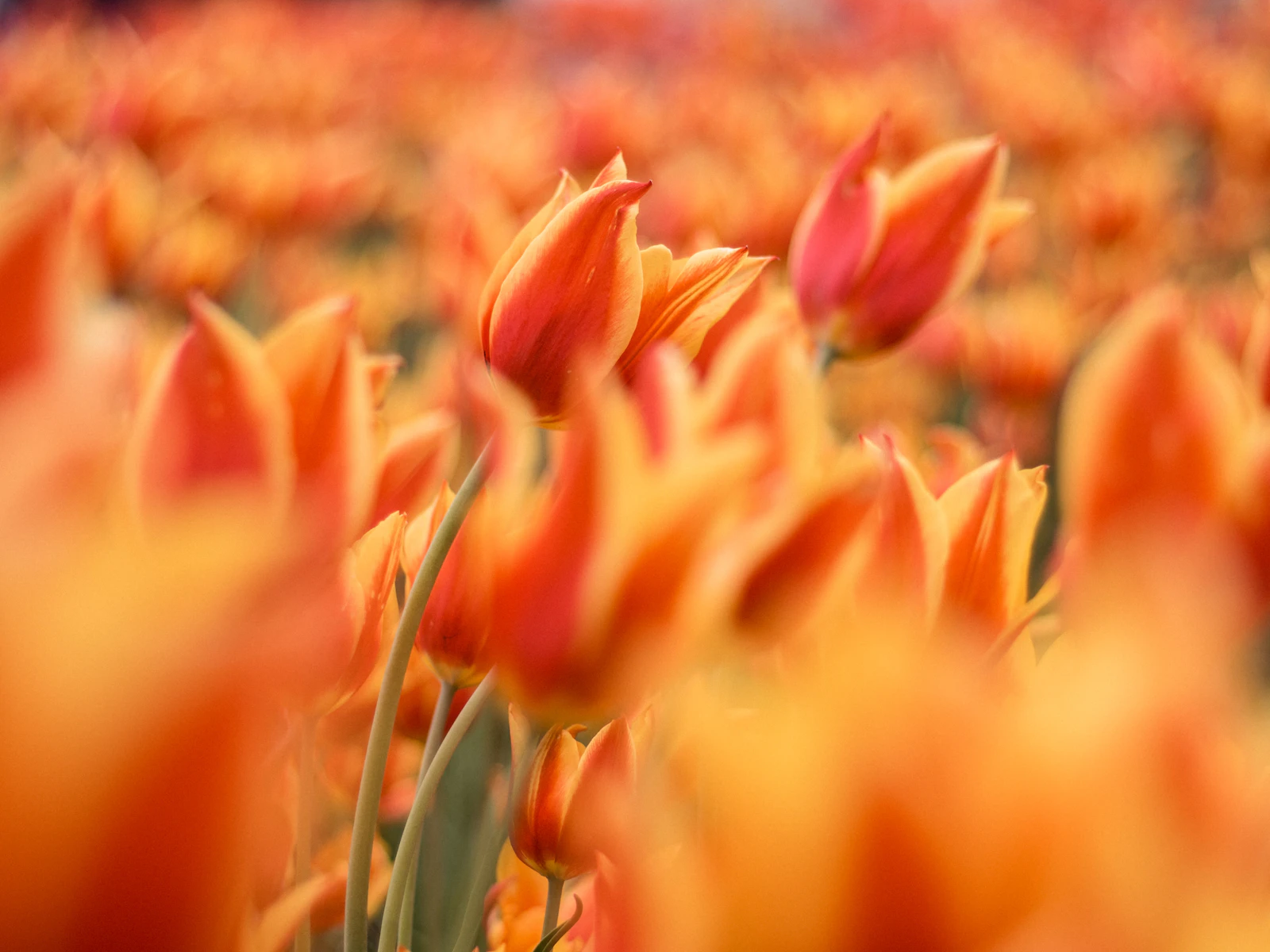 Holland, Michigan photo 14 by Gio Bartlett