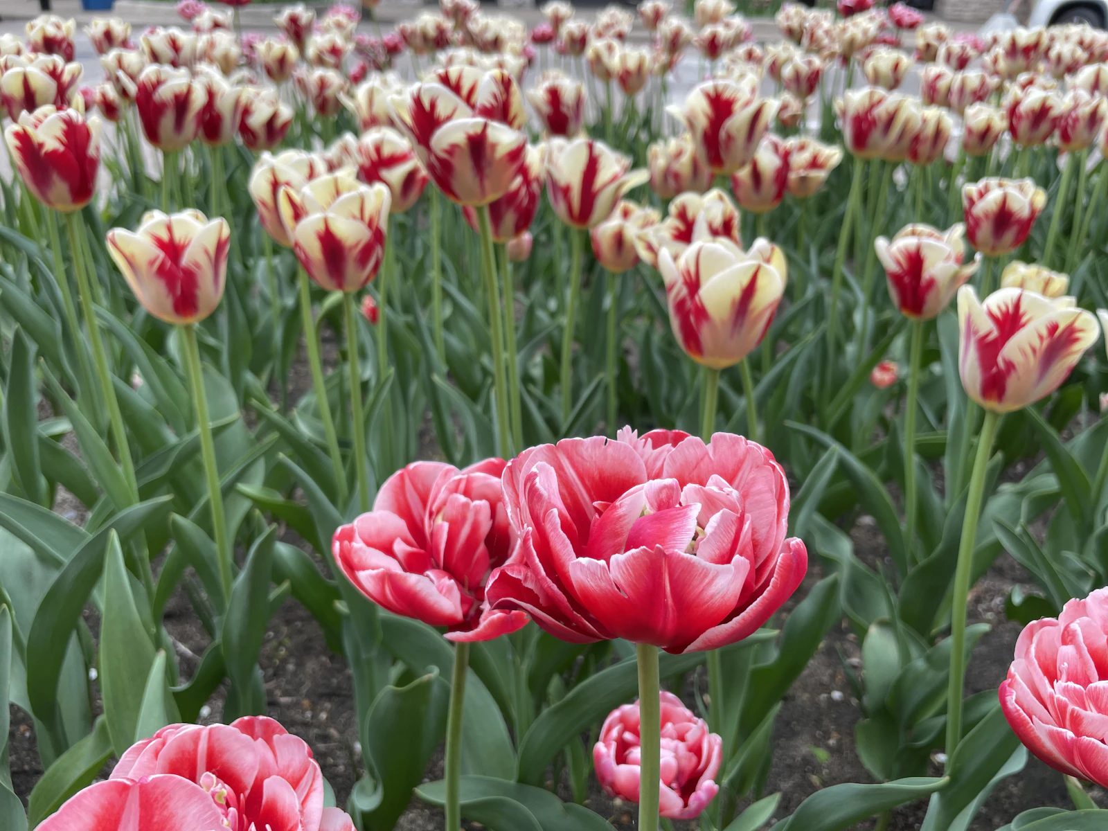 Holland, Michigan photo 20 by Hannah Tu