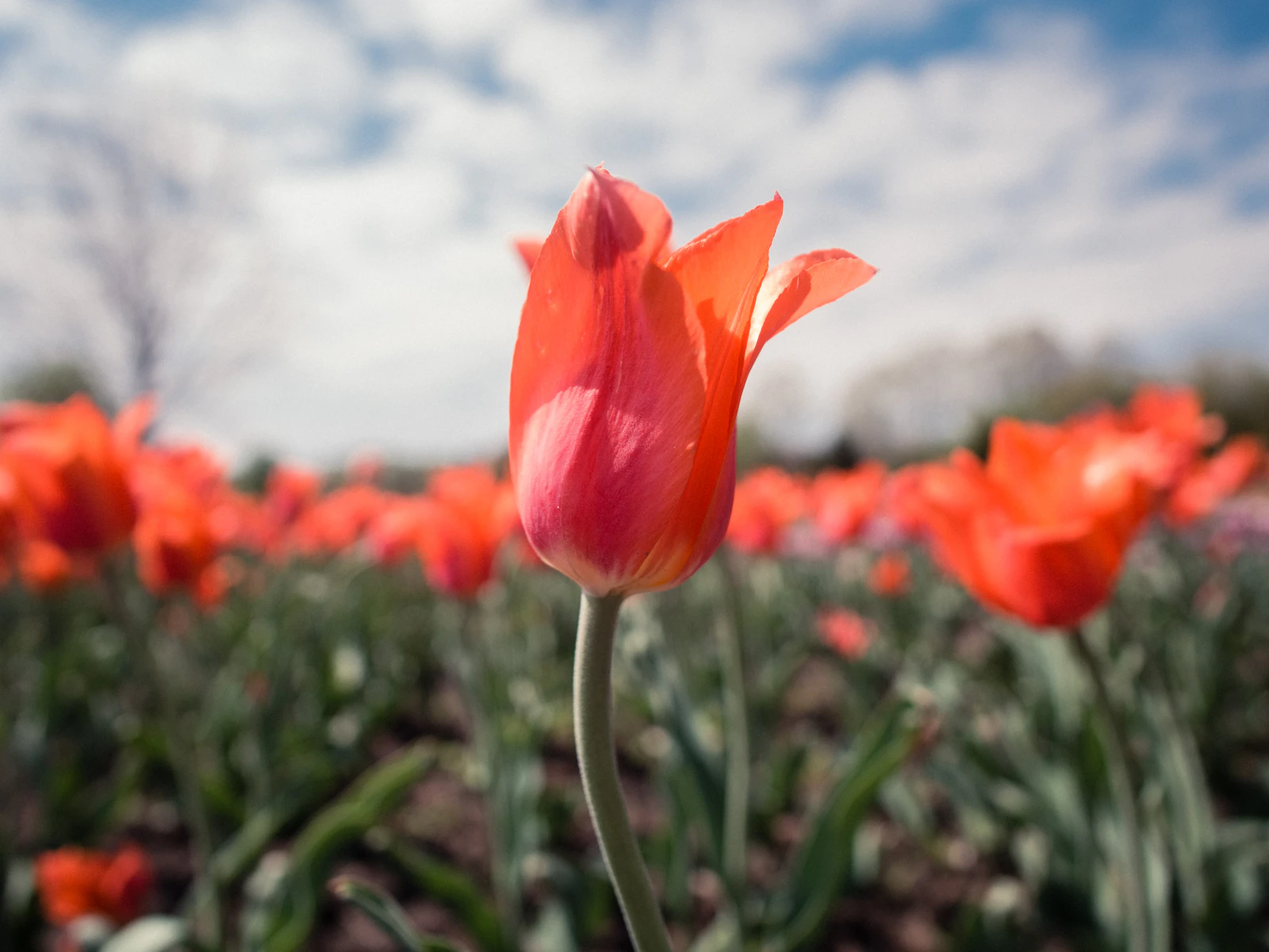 Holland, Michigan photo 27 by Gio Bartlett
