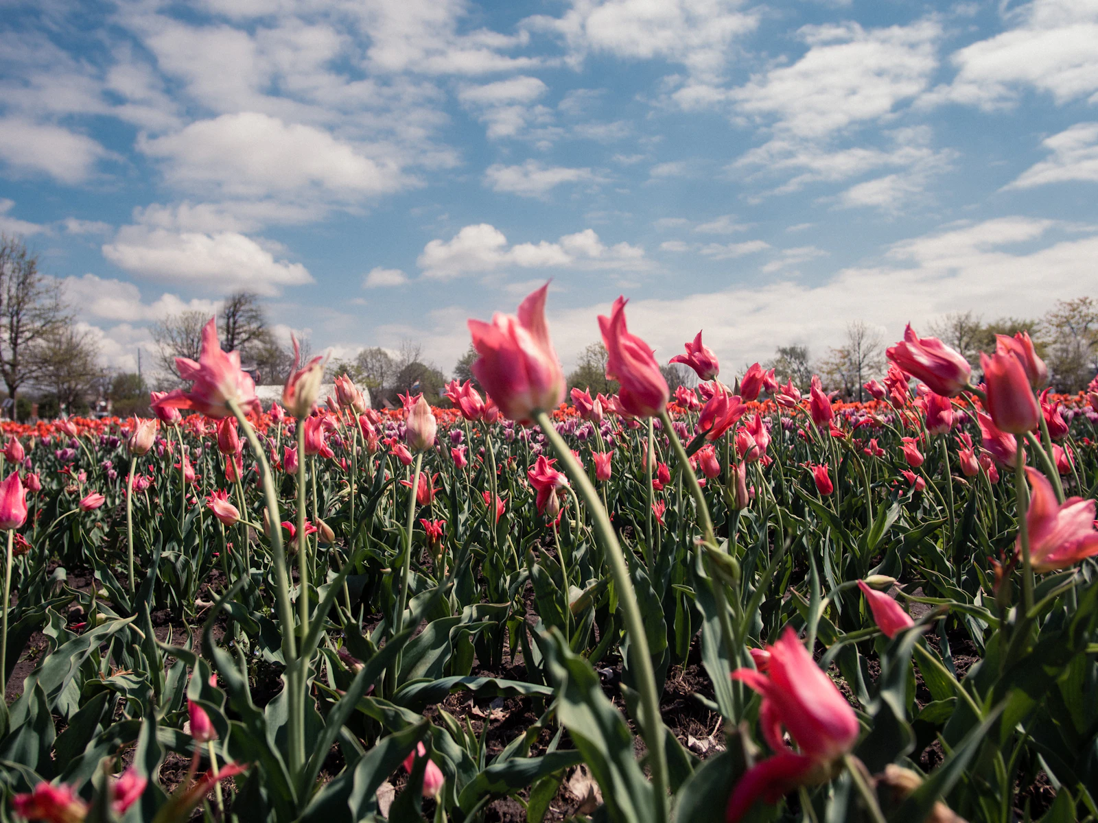 Holland, Michigan photo 16 by Gio Bartlett