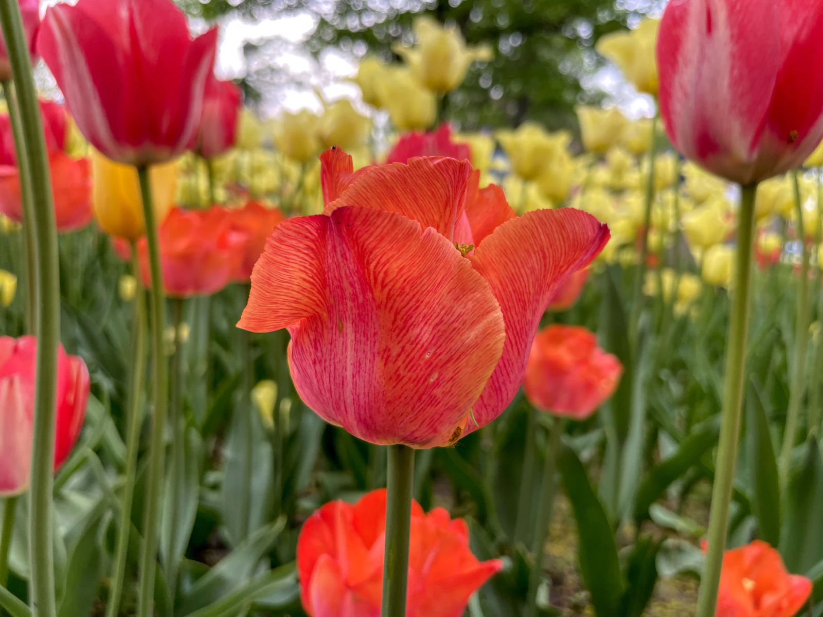 Holland, Michigan photo 21 by Hannah Tu