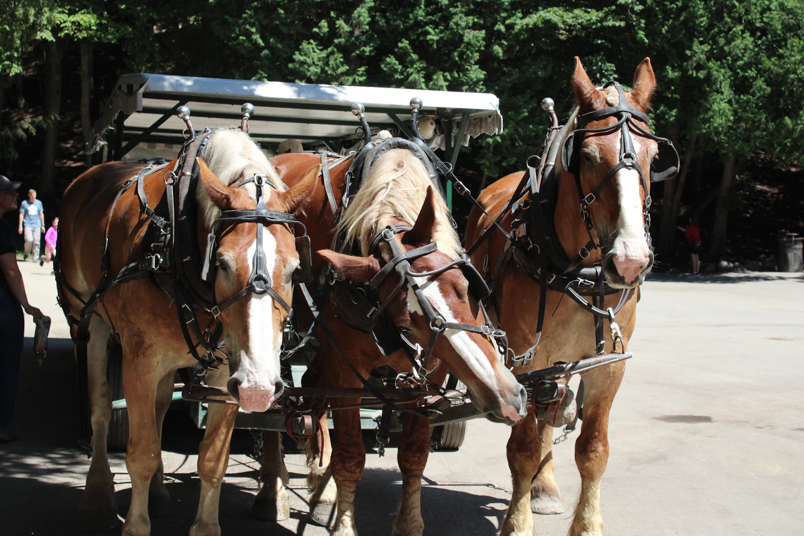 Mackinac Island, Michigan photo 7 by Emily Studer